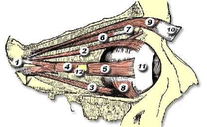 Proptosis — Orbital Changes — view A, slide 1 of 11